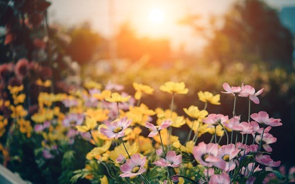 Créez un jardin fleuri éblouissant chez vous en 5 étapes