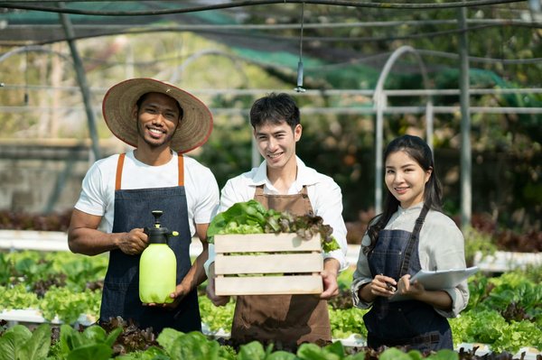 Comment cultiver des légumes racines dans un sous-sol aménagé à l'aide de lampes de croissance ?