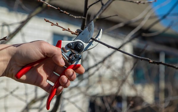 Découvrez le coupe-branche électrique : pratique et efficace !